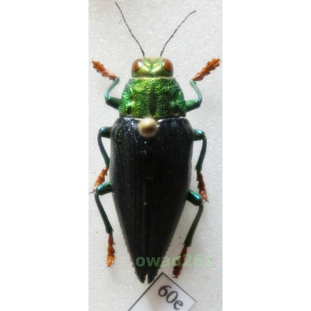Chrysodema walkeri C.O. Waterhouse, 1892 25mm Indonesia, Leti Is60e